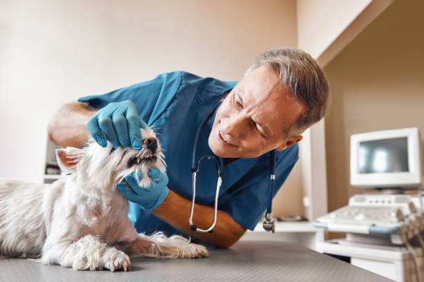 Best Emergency Denture Repair in Glassport, PA